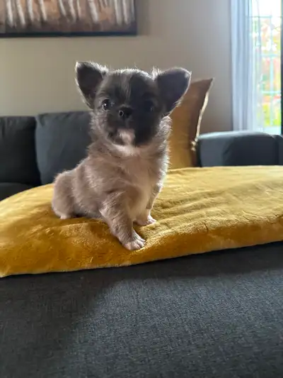 Chihuahua Puppies, View more