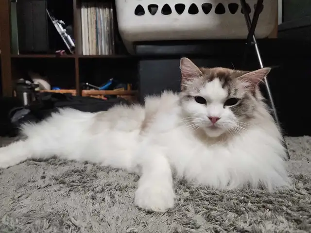 Female Ragdoll Cat For Rehoming