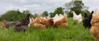 LAYING HENS FOR SALE (young hens)    