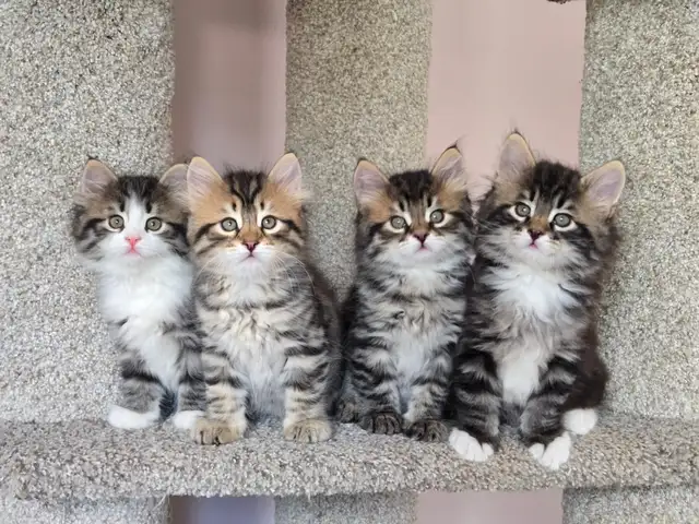 Beautiful TICA registered Siberian kittens
