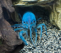 Electric blue crayfish