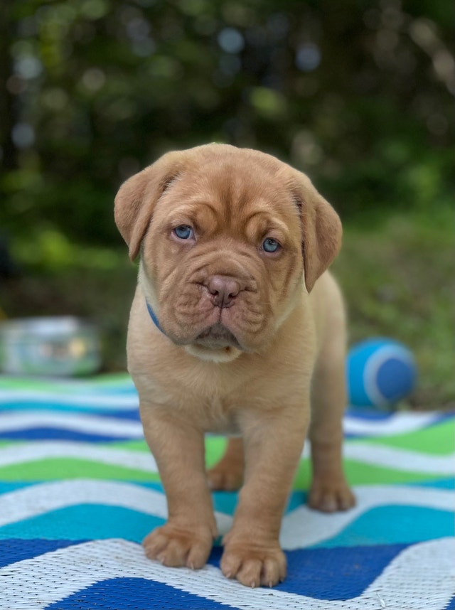 Dogue de Bordeaux pure race et enregistrées avec la FCC Dogs