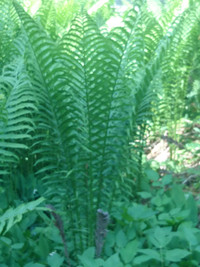 plants for shade: Ostrich ferns, forget me not, lily of the vall