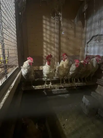 Roosters for sale , View more