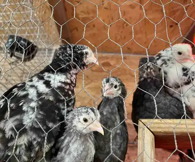 Quelques poulettes olive egger disponible aux choix ( minimum 2 à l’achat). Elle ont entre 10-12 sem...
