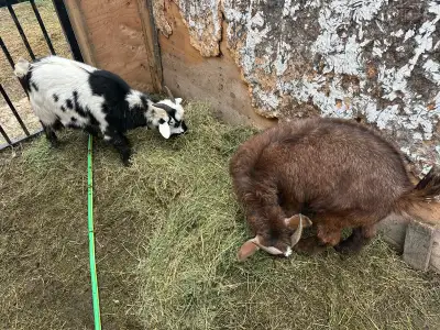 Goats for sale, View more