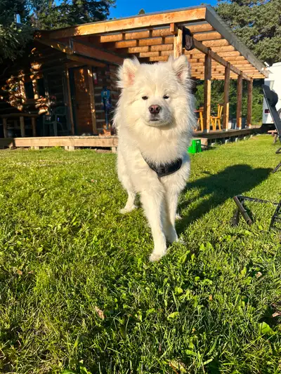 Bear, 1.5 year Samoyed, View more