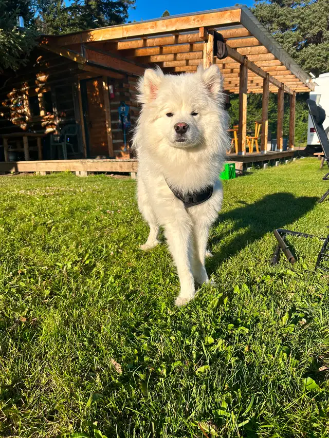 Bear, 1.5 year Samoyed in Dogs & Puppies for Rehoming in Burnaby/New Westminster - Image 2