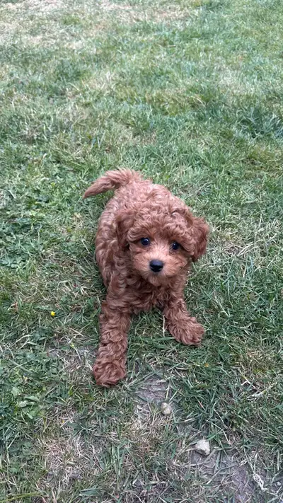 Toy Poodle puppies - Purbred  Solid Color, View more