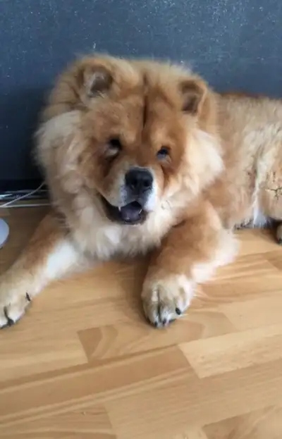 Chow Chow puppies, View more