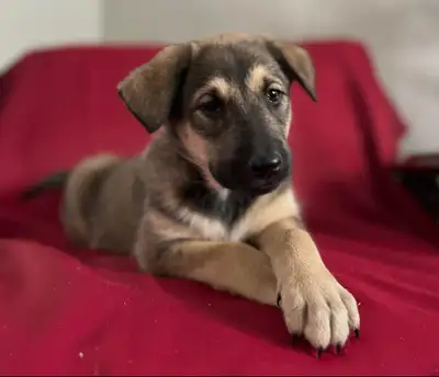 German shepherd and border collie mix puppies, View more