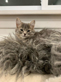  *URGENT* Adorable 6-Month-Old Siberian/Maine Coon Mix Cat 
