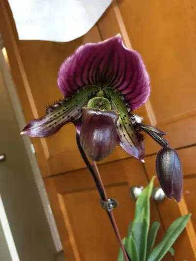paphiopedilum, View more