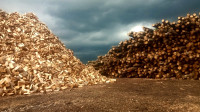 Seasoned Hardwood Firewood 