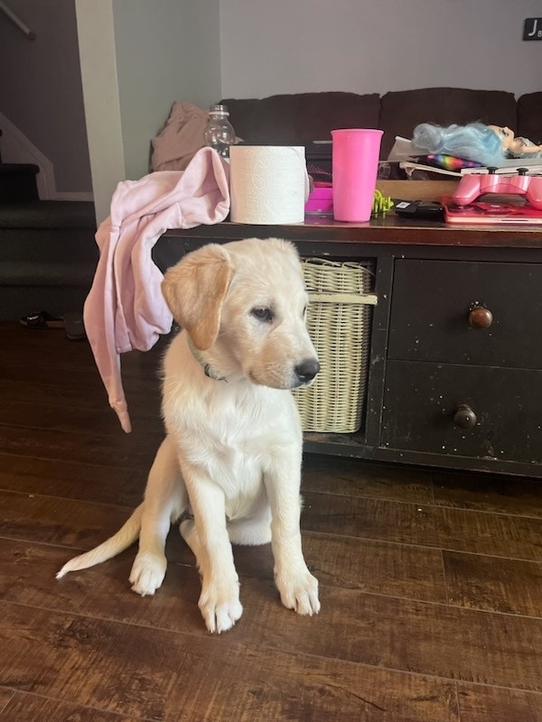 Great pyrenese/ golden retriever Dogs & Puppies for Rehoming Guelph