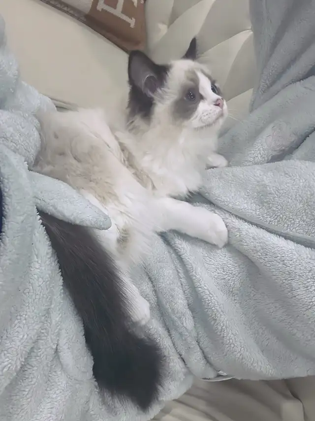 Cuddly BlueEyed Ragdoll Girl • Loves People • Ready for Her Home in Cats & Kittens for Rehoming in Markham / York Region - Image 3