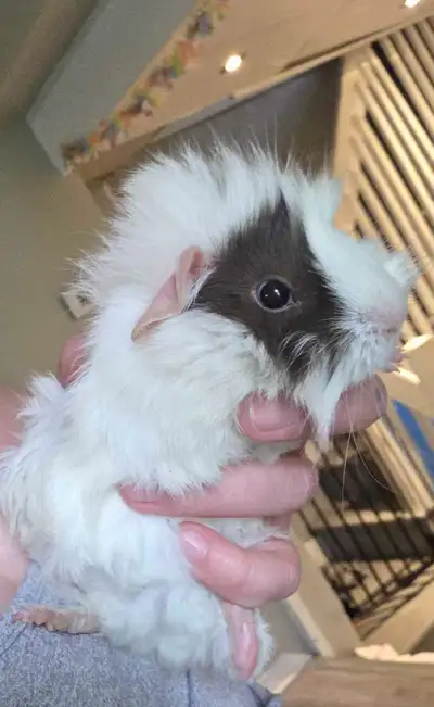baby Guinea pigs, View more