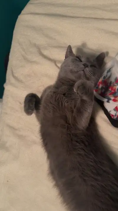 Looks like a British Shorthair cat- 1year old, View more