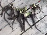 COMFREY CUTTINGS--CROWNS OR ROOTS--2024--THE KING OF HERBS