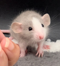 Dwarf & Standard sized Rat Babies ~Health Tested Rattery