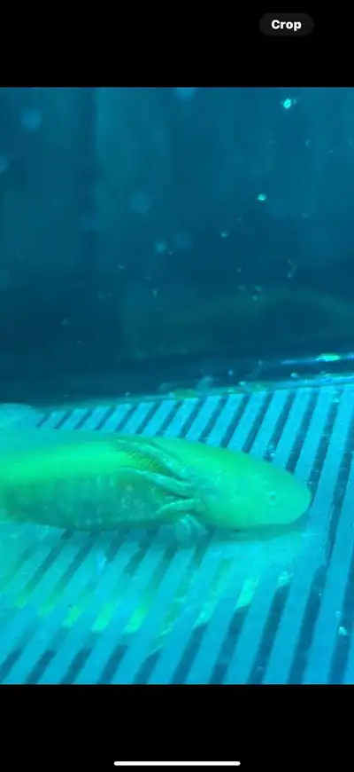 AXOLOTLS - reputable breeder , View more