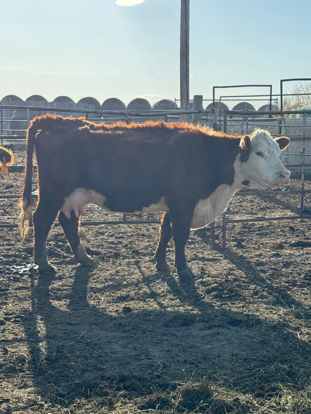 Butcher cow in Livestock in Regina