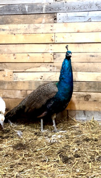 Peacock for trade 