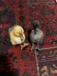 Taxidermy Ducklings