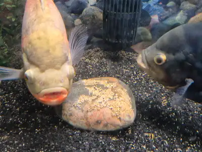 Breeding Pair Oscars, View more