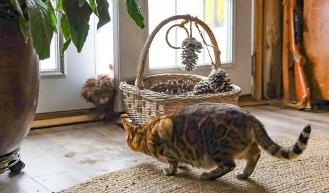 Shih tzu puppies coming HOUSE TRAINED; purebred; CKC reg'd in Dogs & Puppies for Rehoming in City of Toronto - Image 3