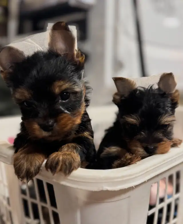 Yorkies puppies in Dogs & Puppies for Rehoming in Fredericton - Image 5