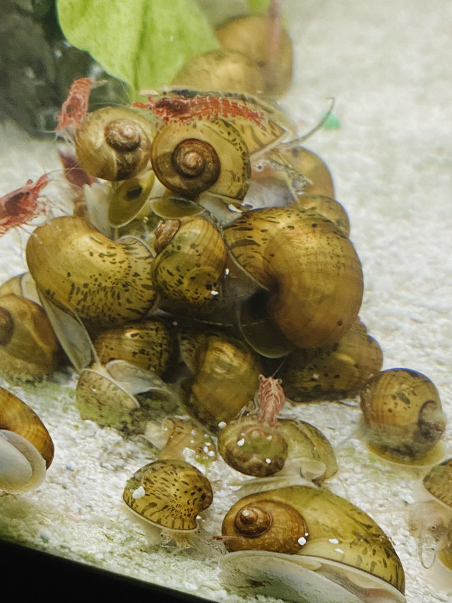  Snails, guppies and tank  in Fish for Rehoming in Leamington