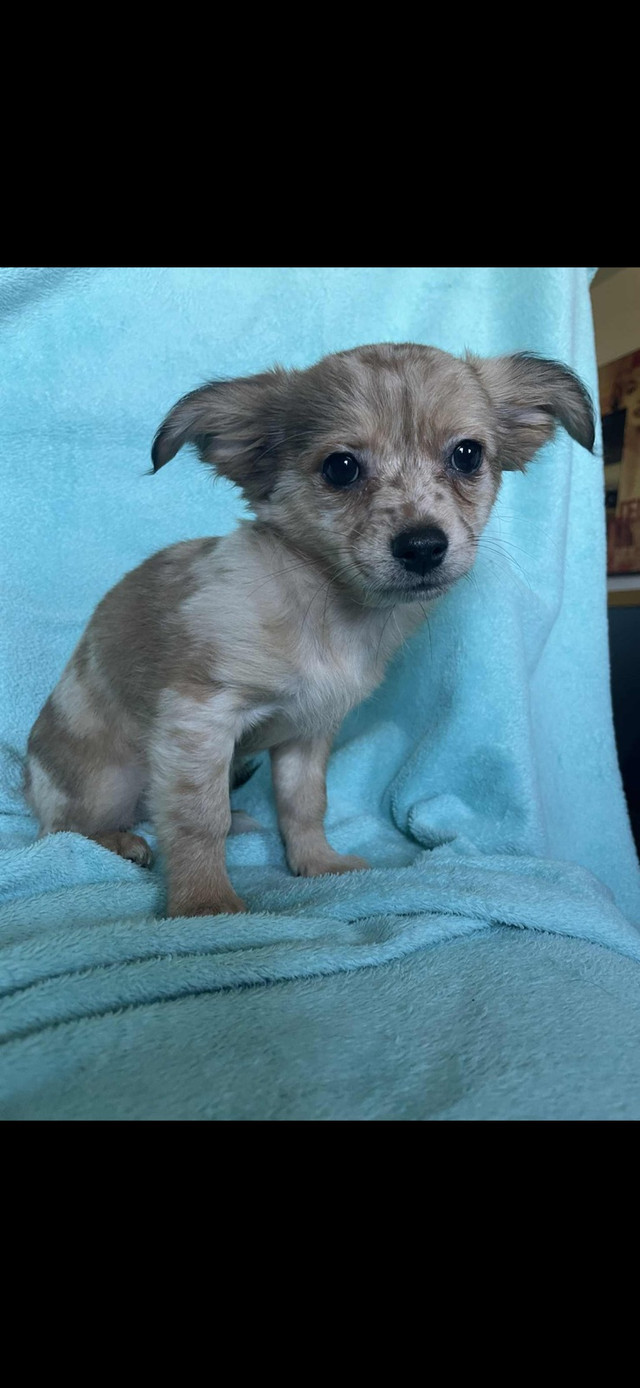 Chihuahua dans Chiens et chiots à adopter  à Ouest de l’Île - Image 4