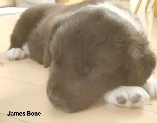 Chiots à vendre in Dogs & Puppies for Rehoming in Granby - Image 7