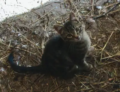 kittens to rehome, View more