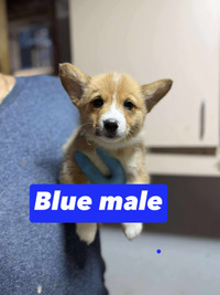 Pembroke Welsh Corgi City of Toronto Toronto (GTA) Preview