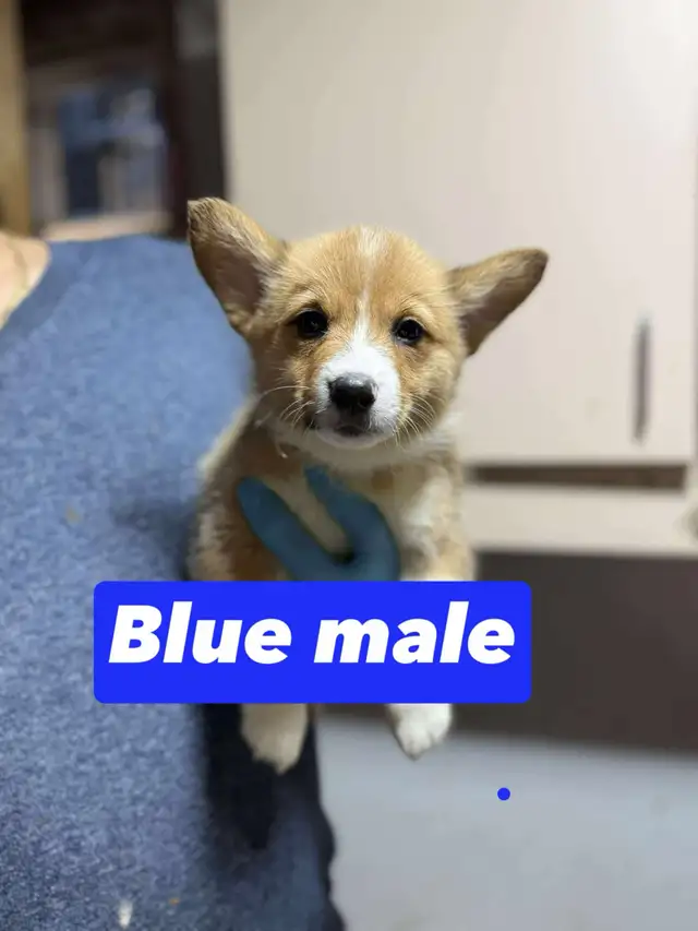 Pembroke Welsh Corgi in Dogs & Puppies for Rehoming in City of Toronto - Image 2