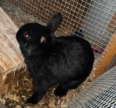 Mini Rex rabbits, View more