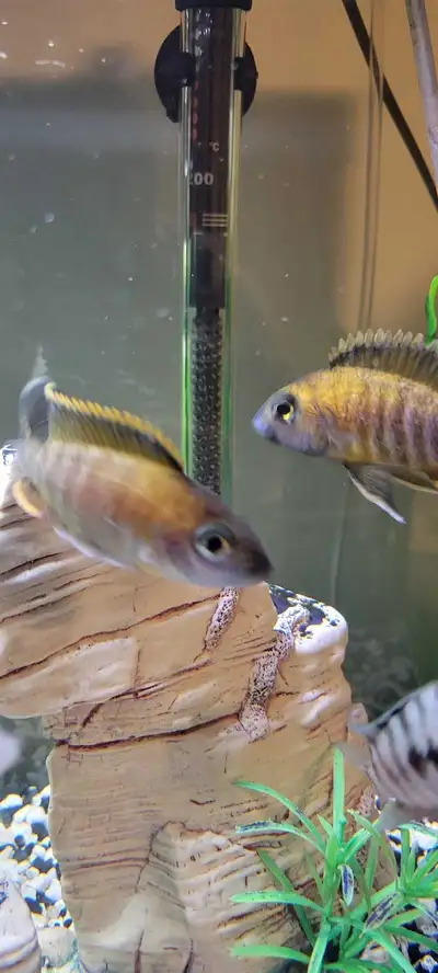Butterfly cichlids 4" ready for pick up 1 available.