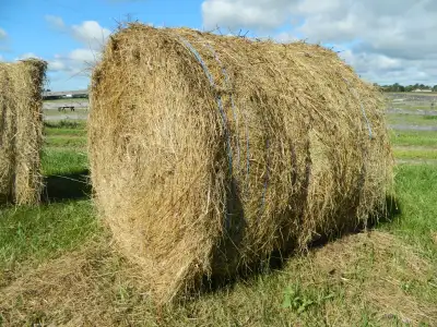 First cut alfalfa timothy round bales. One LIGHT rain. Call Randy at 519 773-5626 Landline with an a...