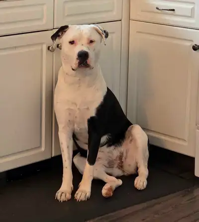 This young (1.5 yrs) lovable girl is looking for her forever home! She is a sweet companion and woul...