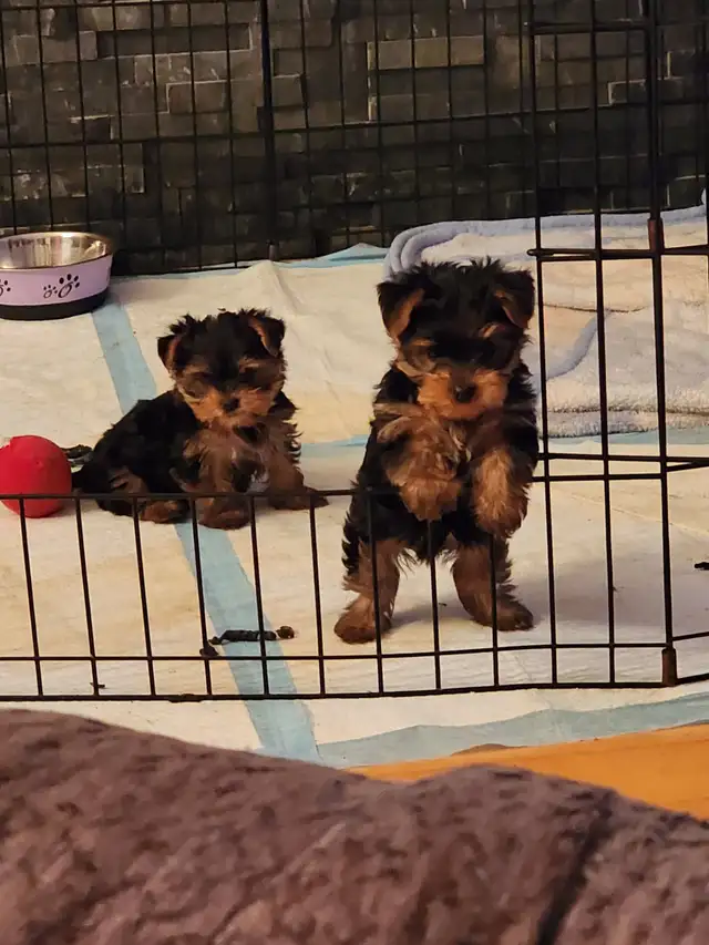 Yorkshire puppies in Dogs & Puppies for Rehoming in Ottawa - Image 2