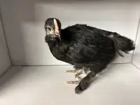 Black Copper Moran Chicks