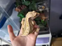 Full pinstripe gecko with terrarium