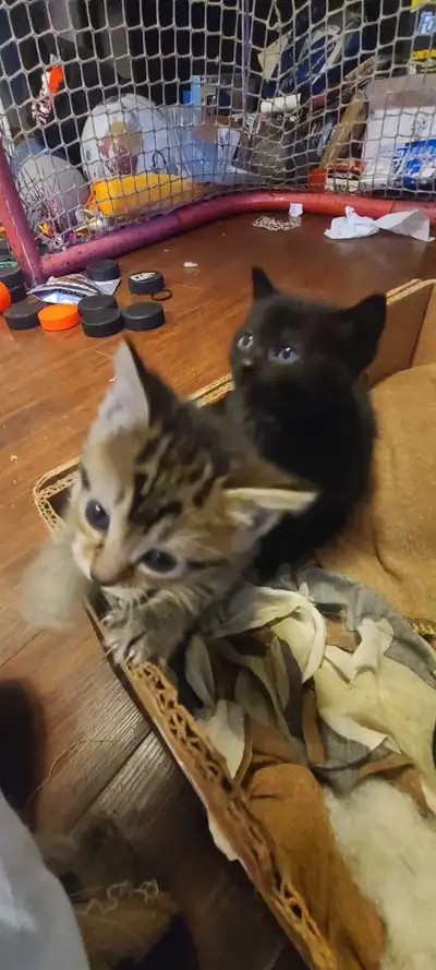 8 Beautiful Kittens, View more