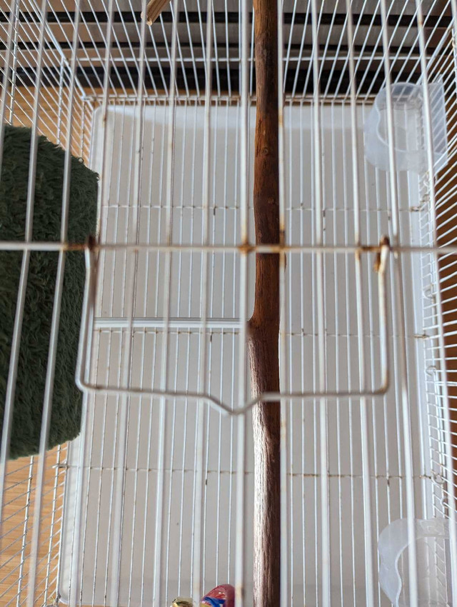 Bird cage  in Birds for Rehoming in Delta/Surrey/Langley - Image 4