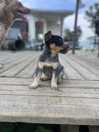 Hanging Tree Heeler pups 