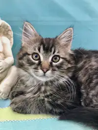 Maine Coon Seeks Forever Home