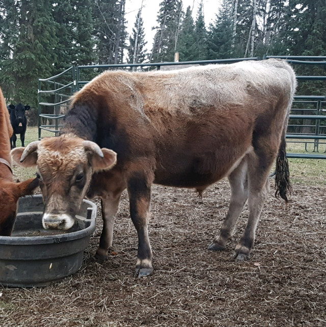Purebred Jersey Bull (available for breeding) in Livestock in Whitehorse - Image 3