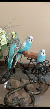 Beautiful coloured Baby budgies for a new home